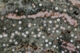 Polished Orbicular Ocean Jasper Slab - Madagascar #379341-1